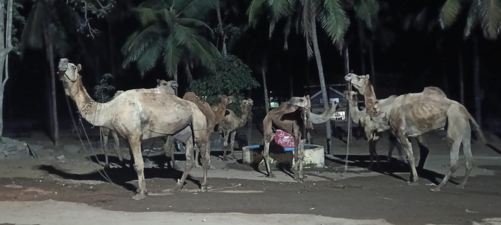 Three held for illegal camel transport in Bhatkal