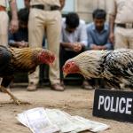 Two arrested in cockfighting gambling raid near Murdeshwar; one flees