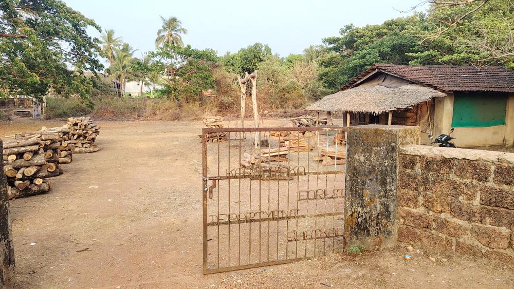 LPG shortage grips Karnataka; firewood demand surges as large-scale tree felling begins in Bhatkal, Honnavar, Kumta